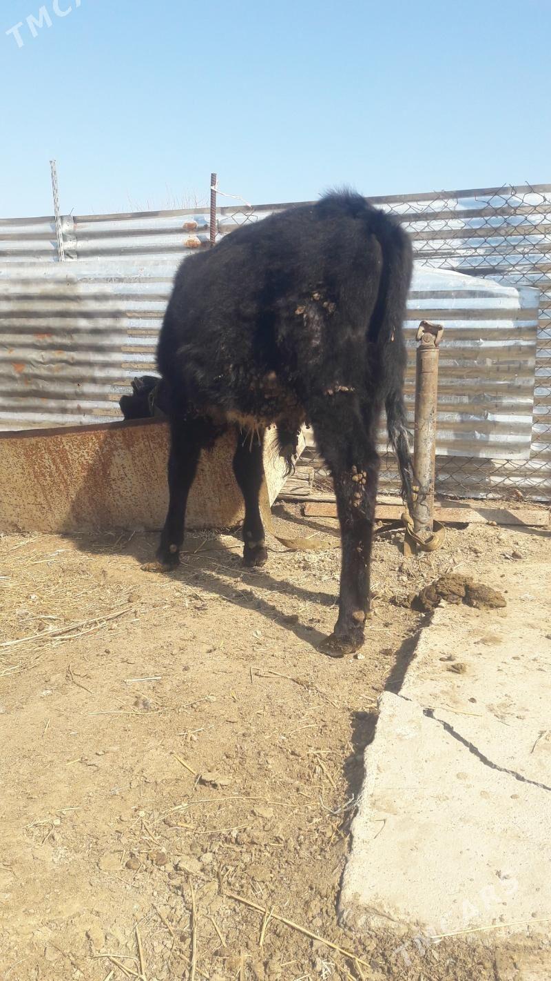 okuz - Gökdepe - img 1