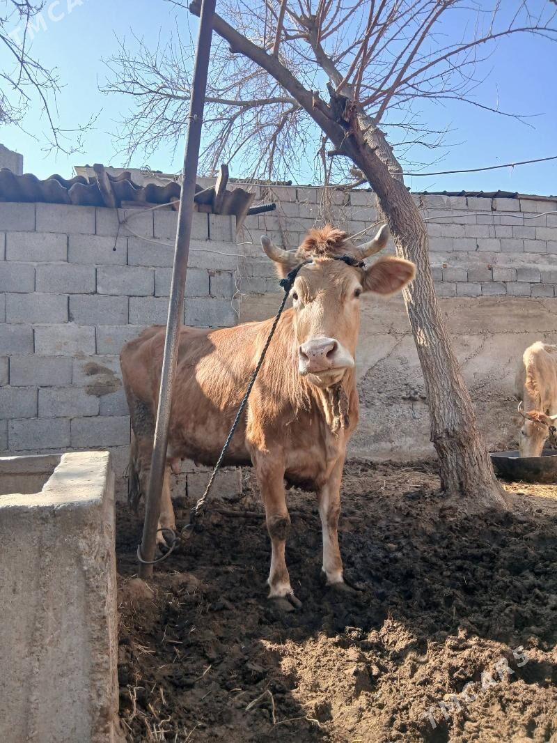 Semiz Sygyr - Çoganly - img 1