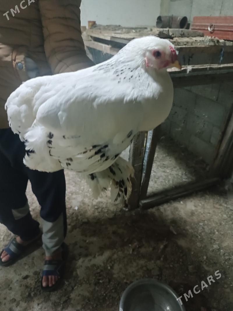 Brama towyk - Gökdepe - img 1