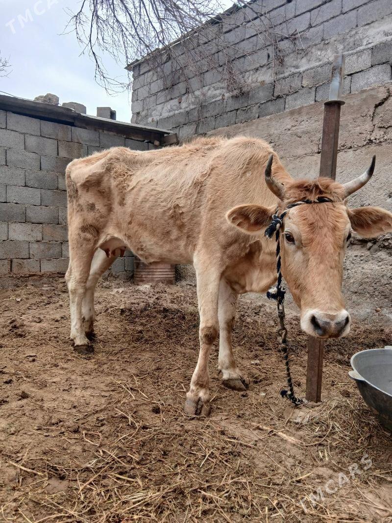 Göleli Sygyr - Чоганлы - img 1