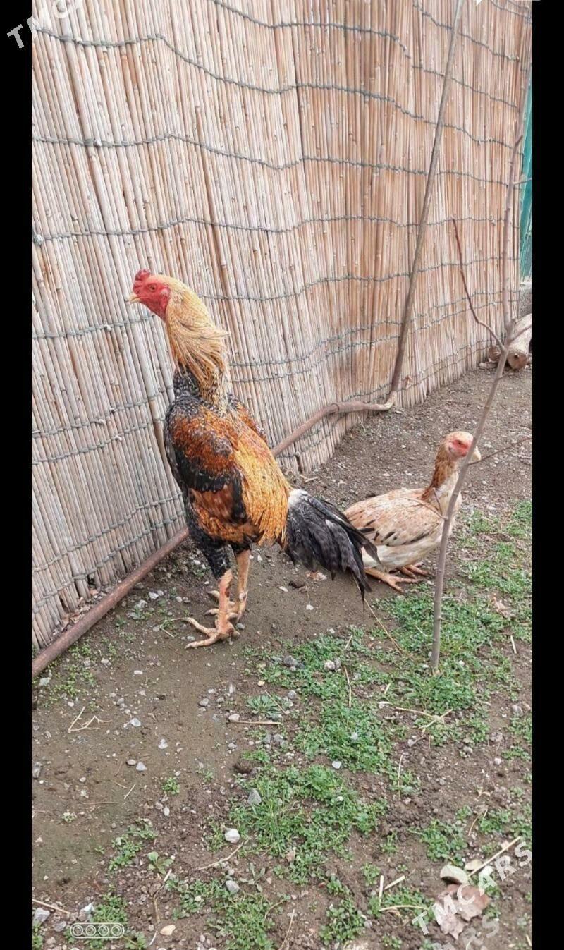 horaz - Хитровка - img 1