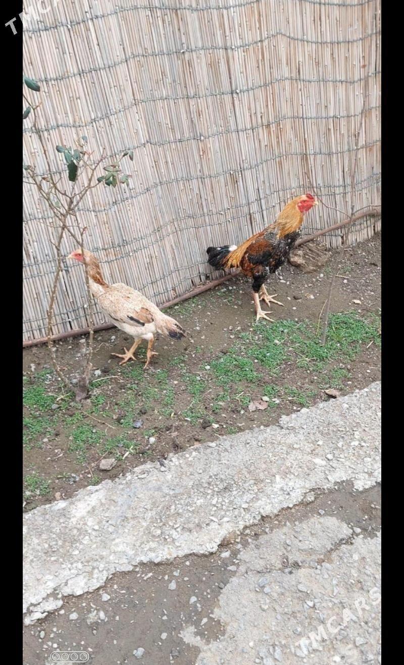 taşkent - Хитровка - img 1