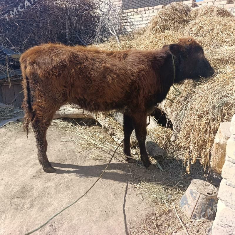 unajyn - Чарджоу - img 1