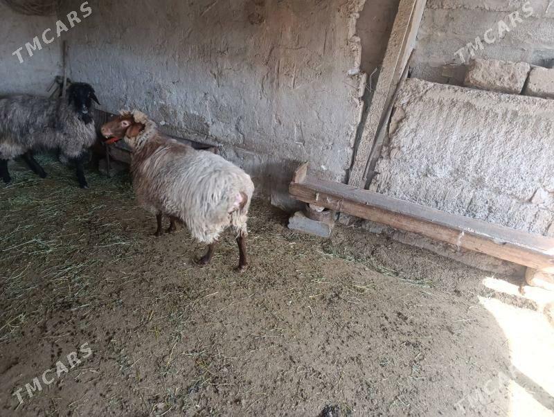 Bakylan goyyn - Багир - img 1