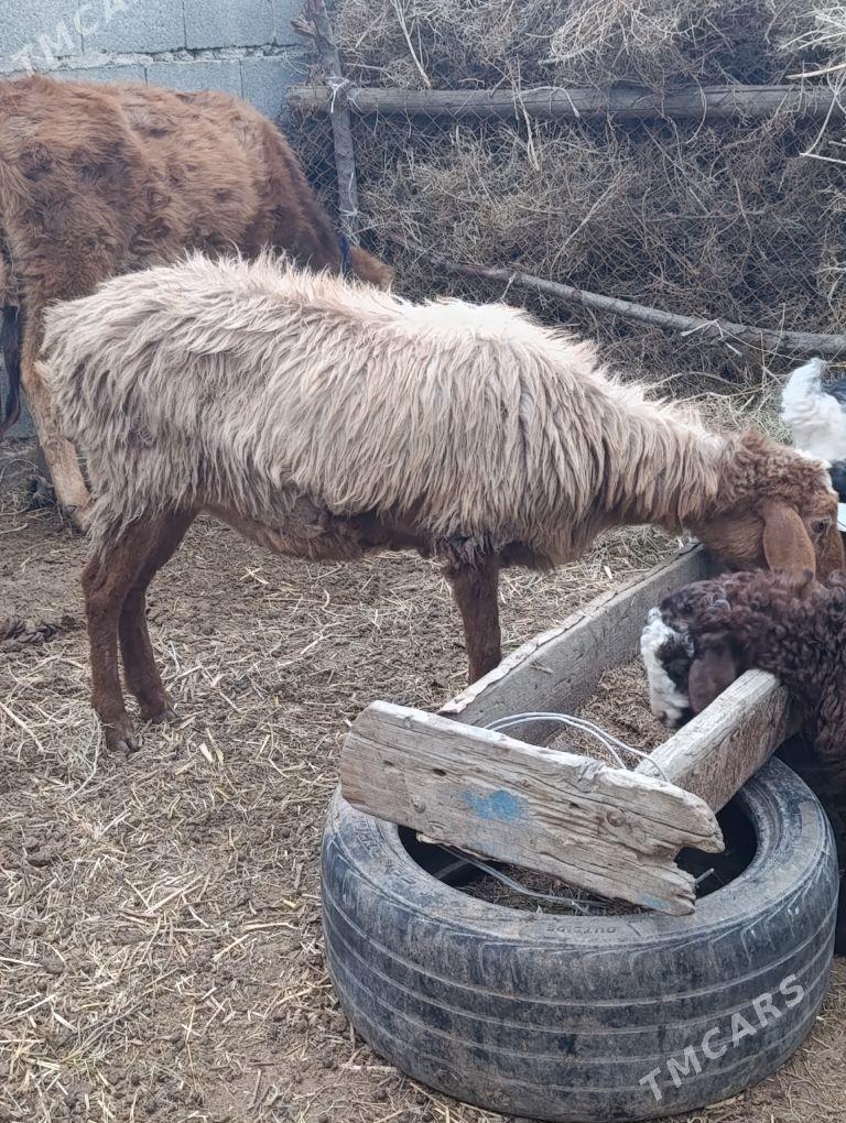 guzyly goyun - Bäherden - img 1