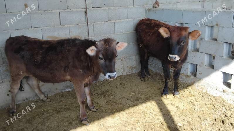 tüwe - Bäherden - img 1