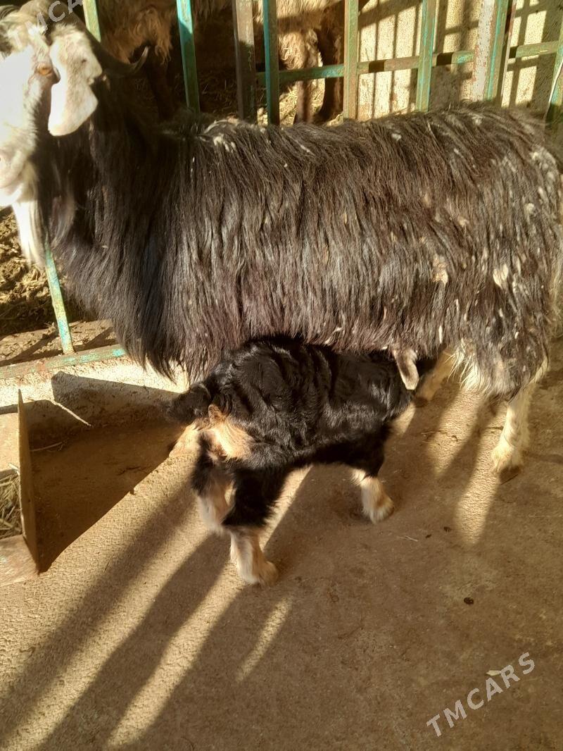 owlakly geci - Aşgabat - img 1