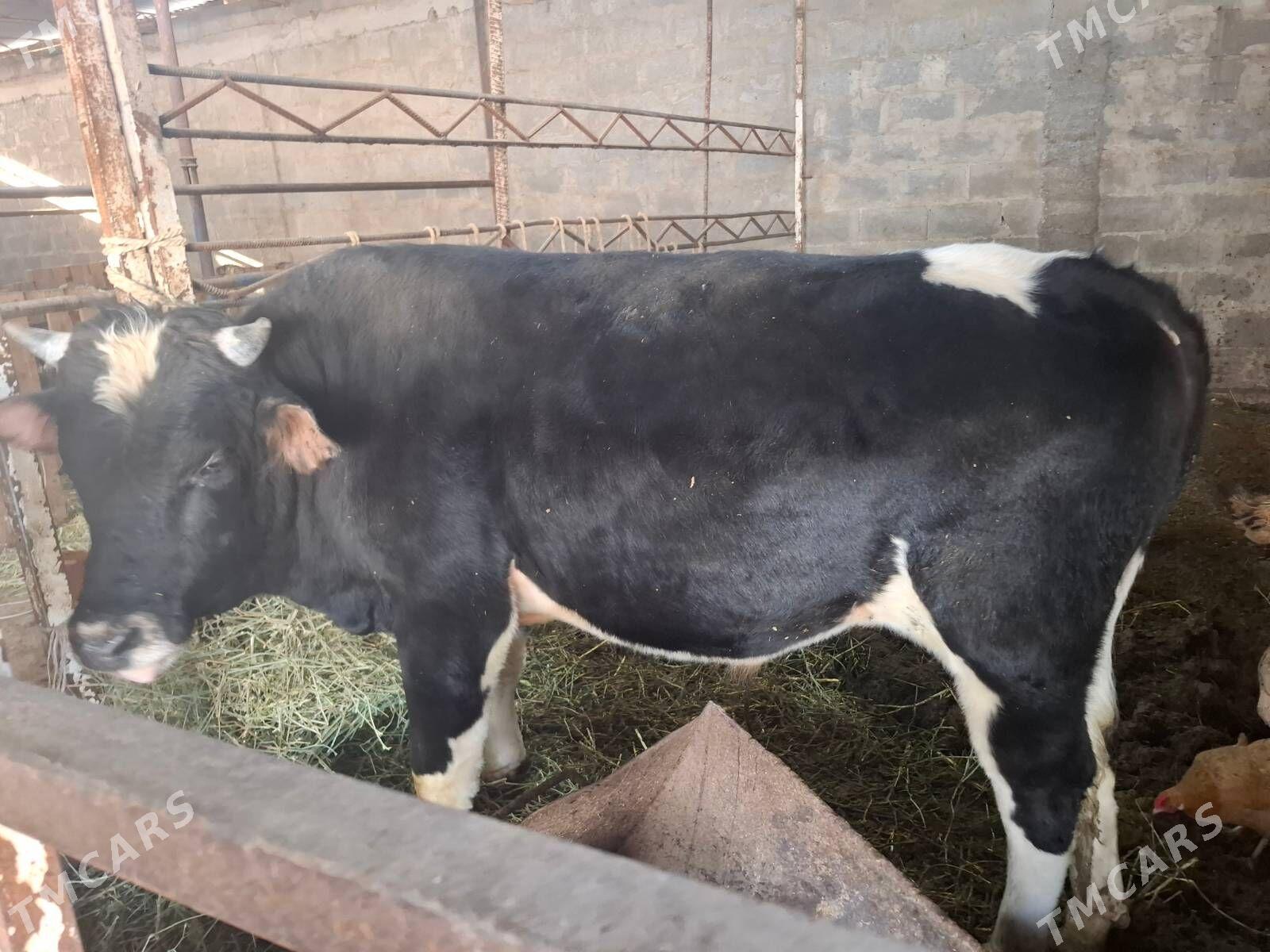 arassa gbrid - Büzmeýin - img 1