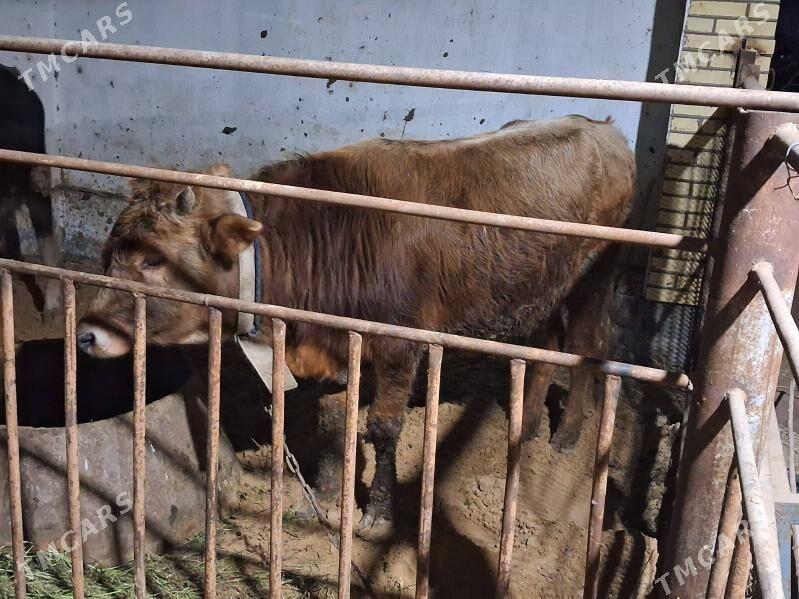 2 sany okuz - Sakarçäge - img 1