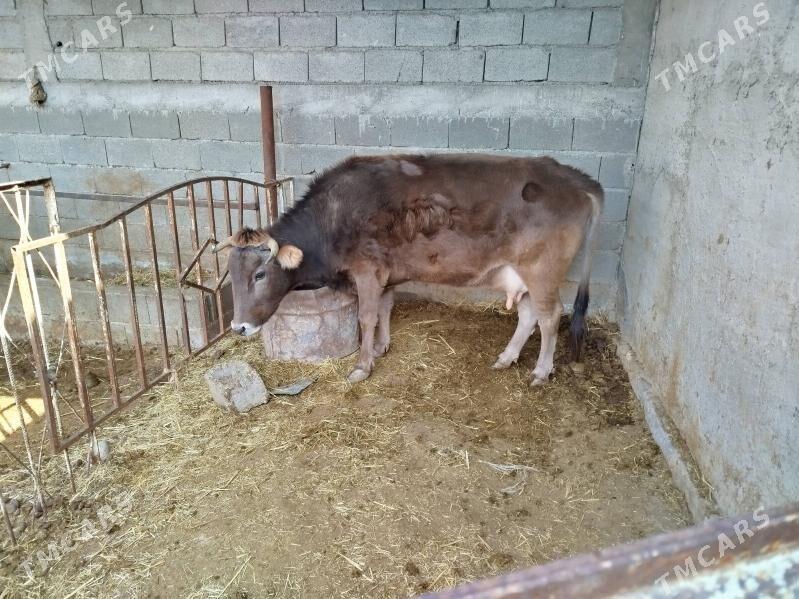 Sagylyan sygyr - Бахарден - img 1