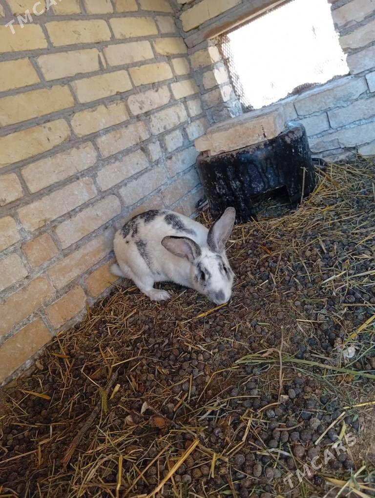 towşan - Чарджоу - img 1