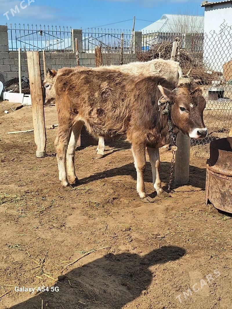 tuwe - Gökdepe - img 1