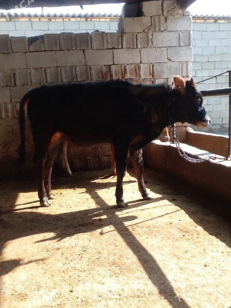 tuwe - Gökje - img 1