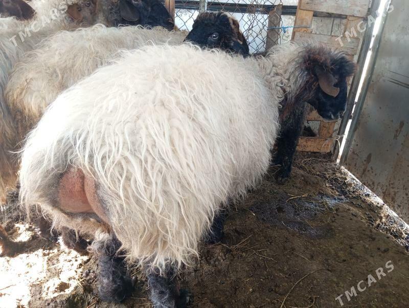 goyun we teke - Aşgabat - img 1