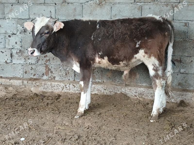 öküz - Гёкдепе - img 1