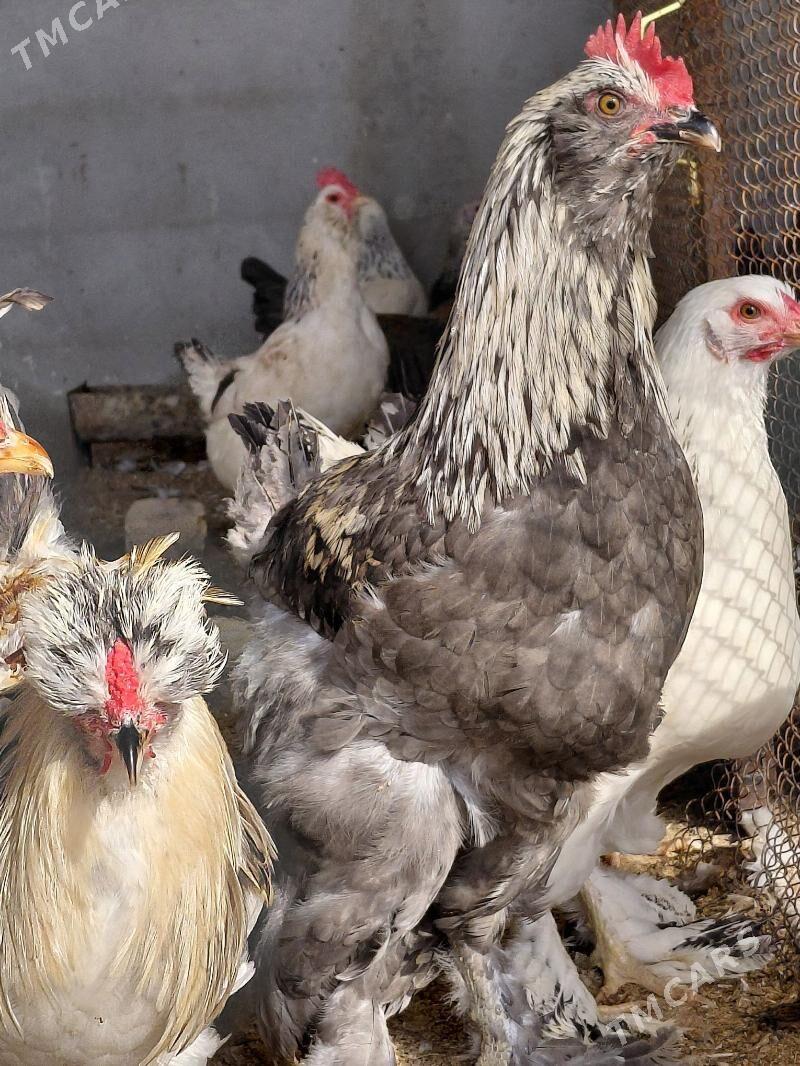 bolgar towuklar - Gökdepe - img 1