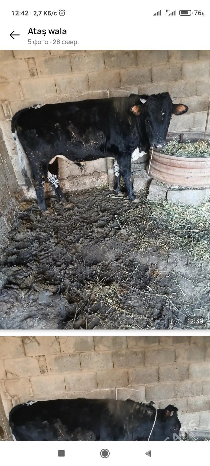 okuz - Ak bugdaý etraby - img 1