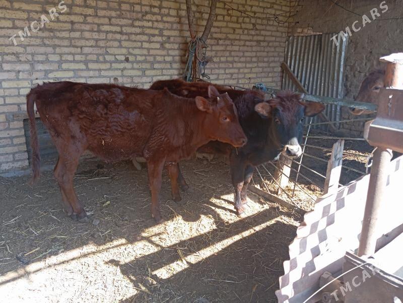 Gunajynlar - Чарджоу - img 1