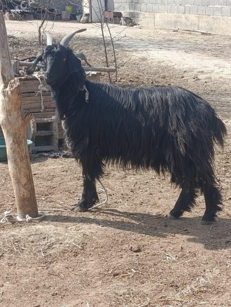 owlakly geçi - Бахарден - img 1