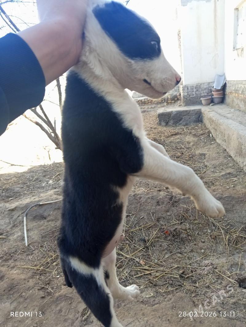 copan - Дашогуз - img 1