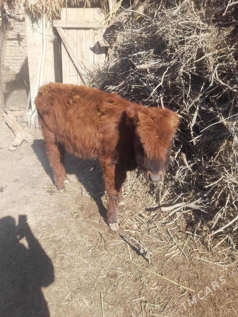 yas okuz - Акдепе - img 1