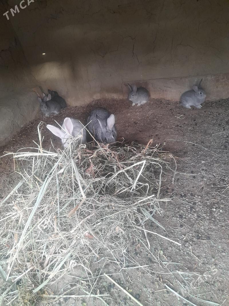 towsan - Бахарден - img 1