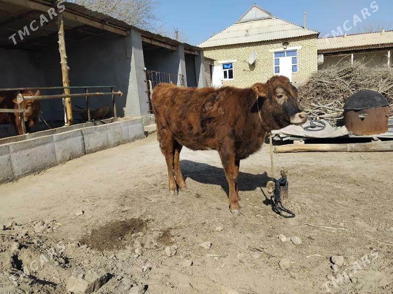 tuwe - Babadaýhan - img 1