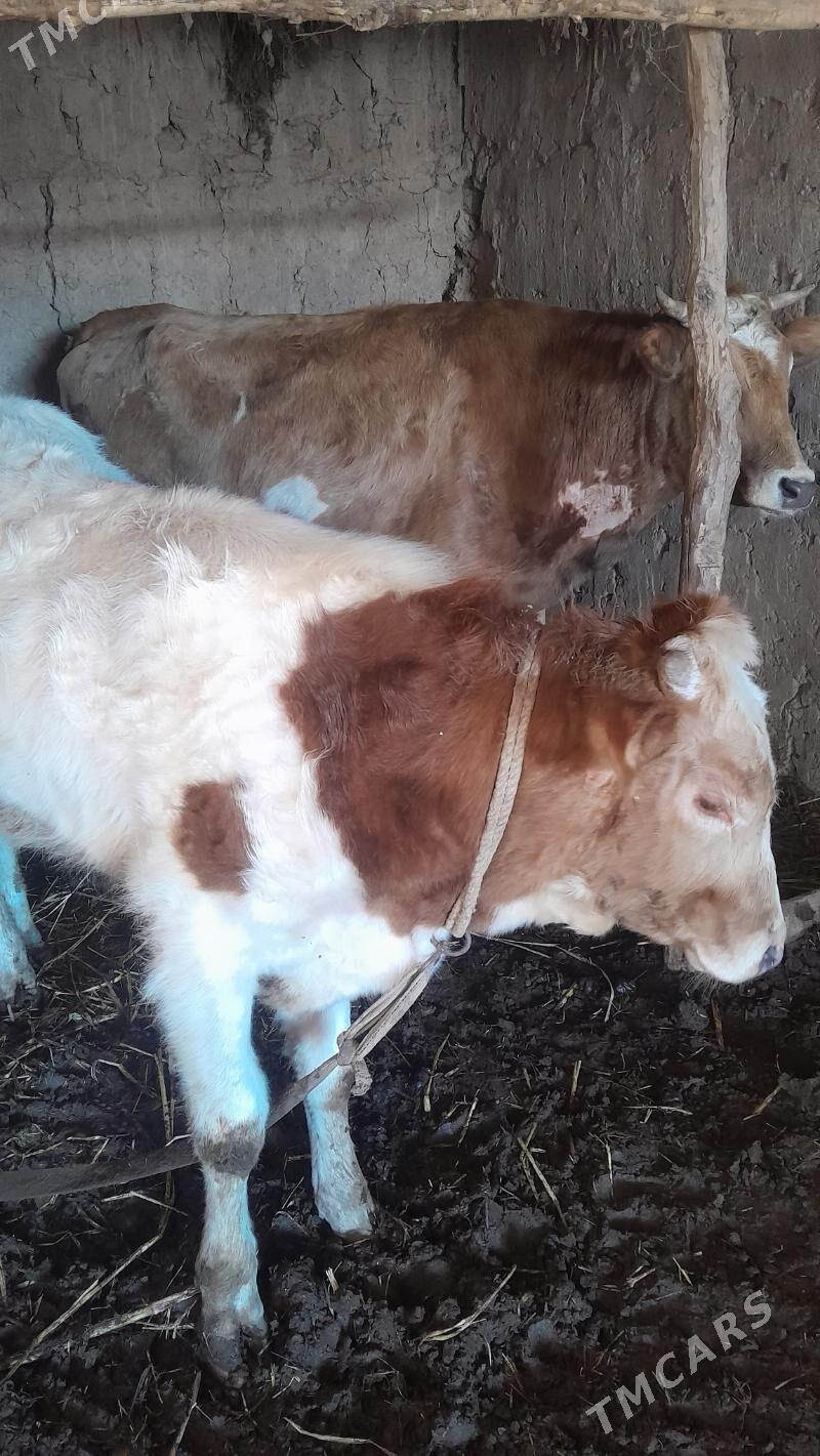 Tanaly sygyr - Шабатский этрап - img 1