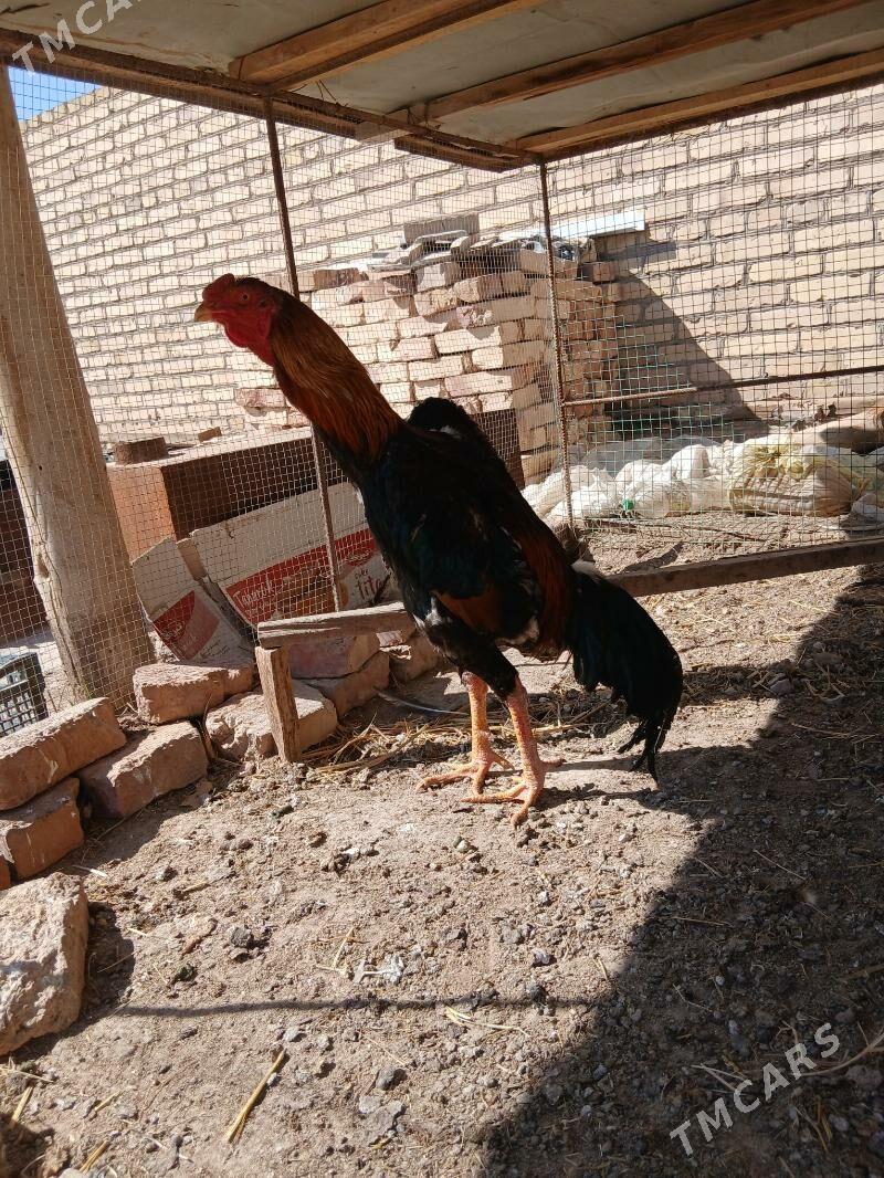 baysy horaz - Саят - img 1