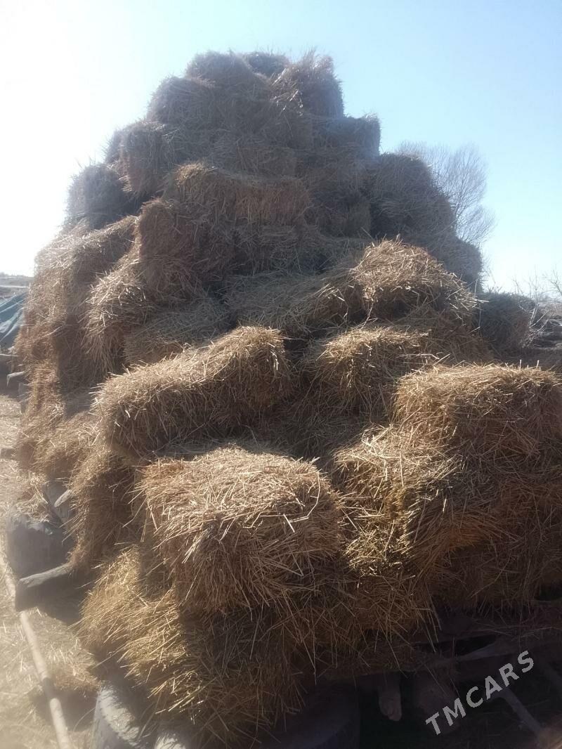 samankip - Саят - img 1