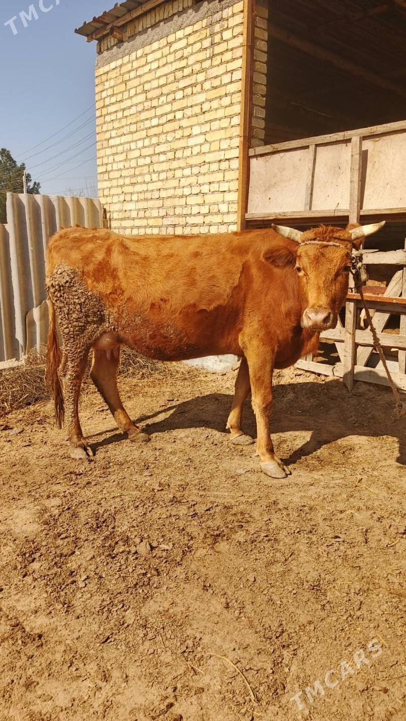 Sygyr - Gökdepe - img 1