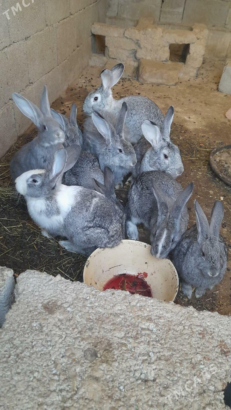 towsan - Кипджак - img 1