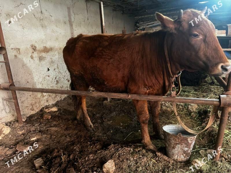 Bakylan sygyr - Векильбазар - img 1