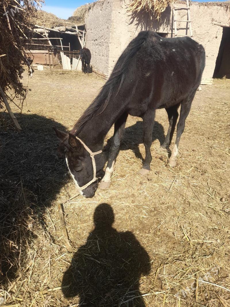 baytal aty - Akdepe - img 1