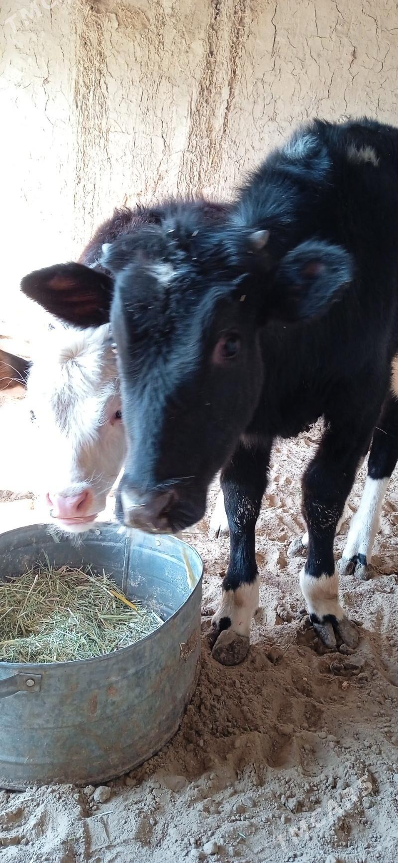 gulojun göle - Mary - img 1