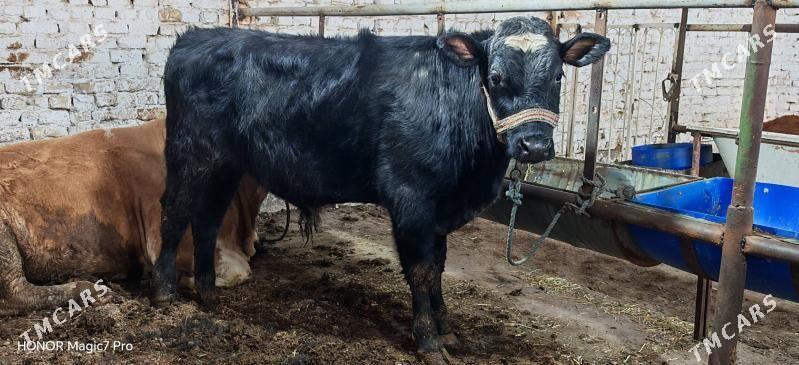 Ангус окуз - Türkmenabat - img 1