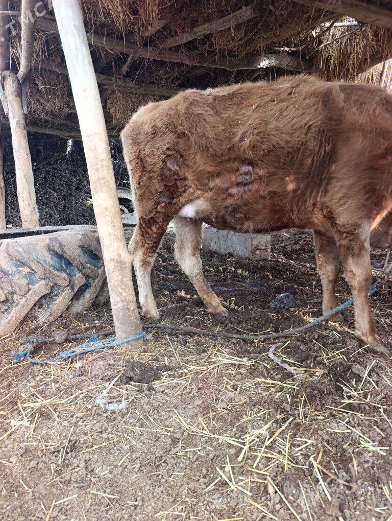 sygyr inek okuz - Туркменабат - img 1