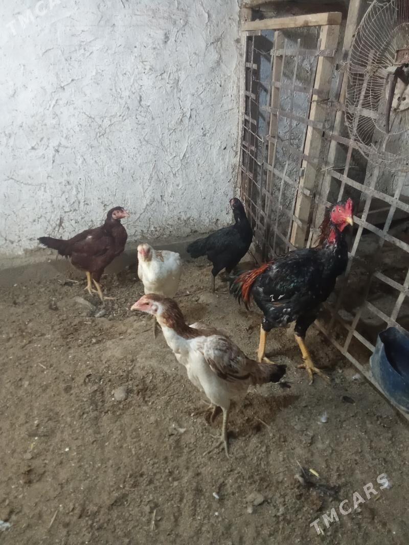 taşkent mäki - Бахарден - img 1