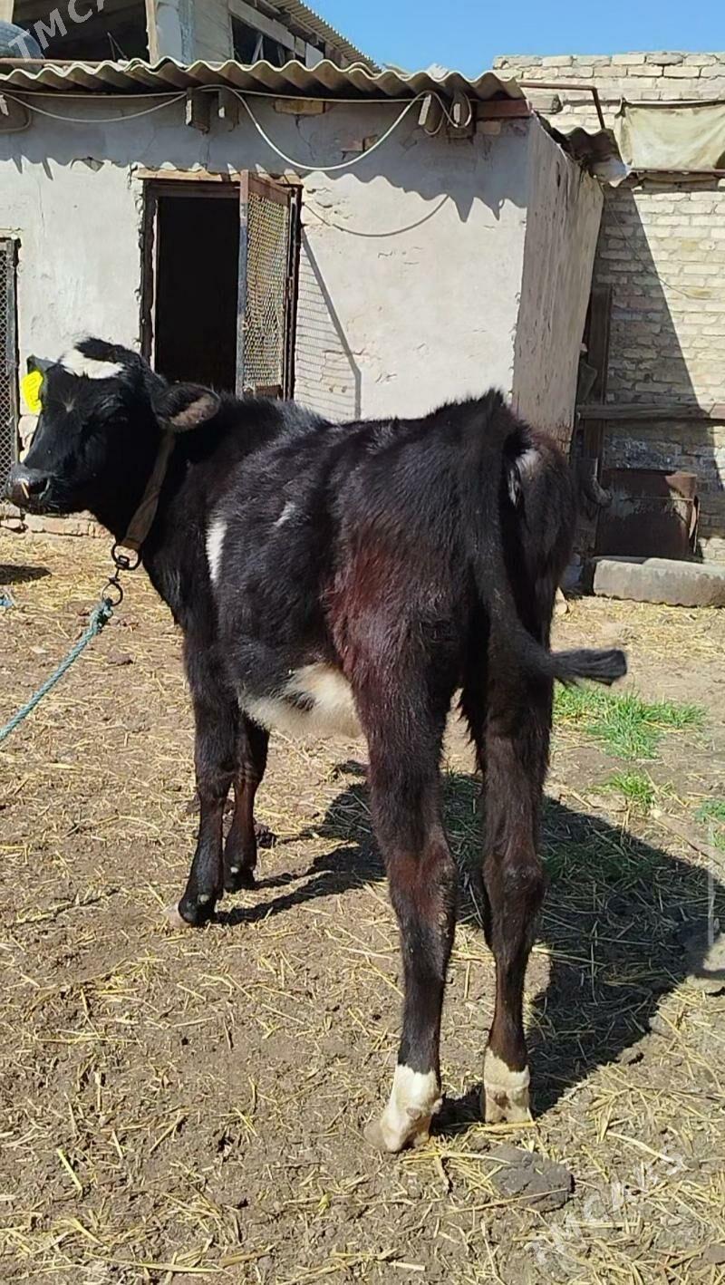 German Unajyn - Туркменабат - img 1