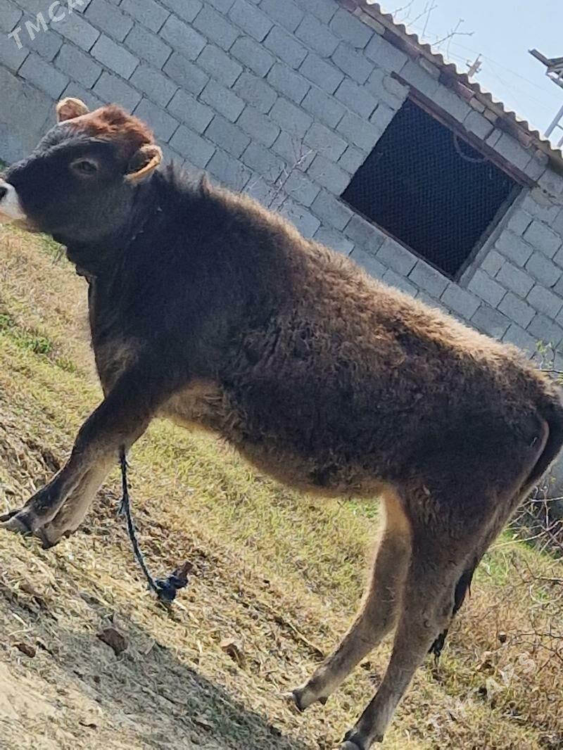 tuwe - Бахарден - img 1