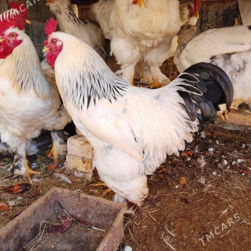 horaz - Мары - img 1