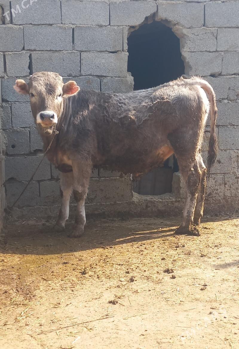 OKUZ - Бахарден - img 1