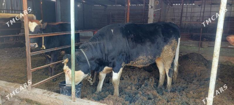 sygyr - Ашхабад - img 1