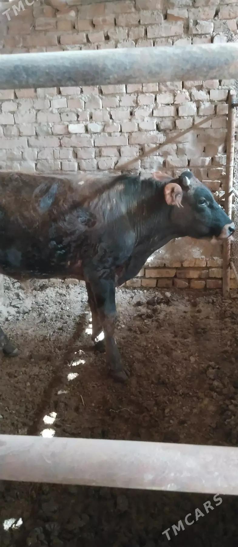 okuz - Мары - img 1