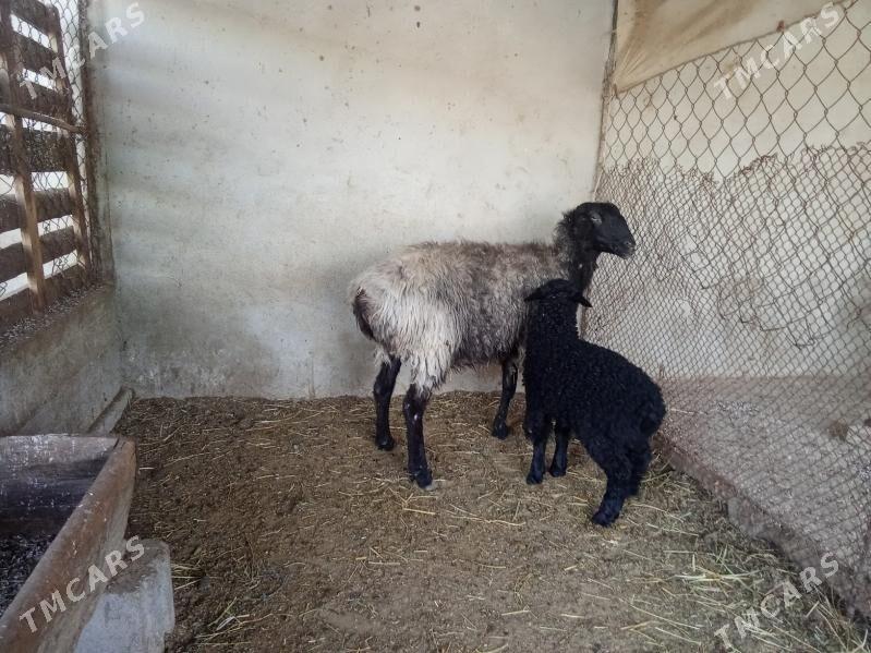 guzyly goyun - Bäherden - img 1