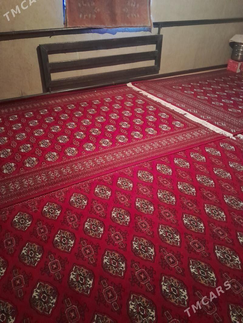 Jay - Köneürgenç - img 1