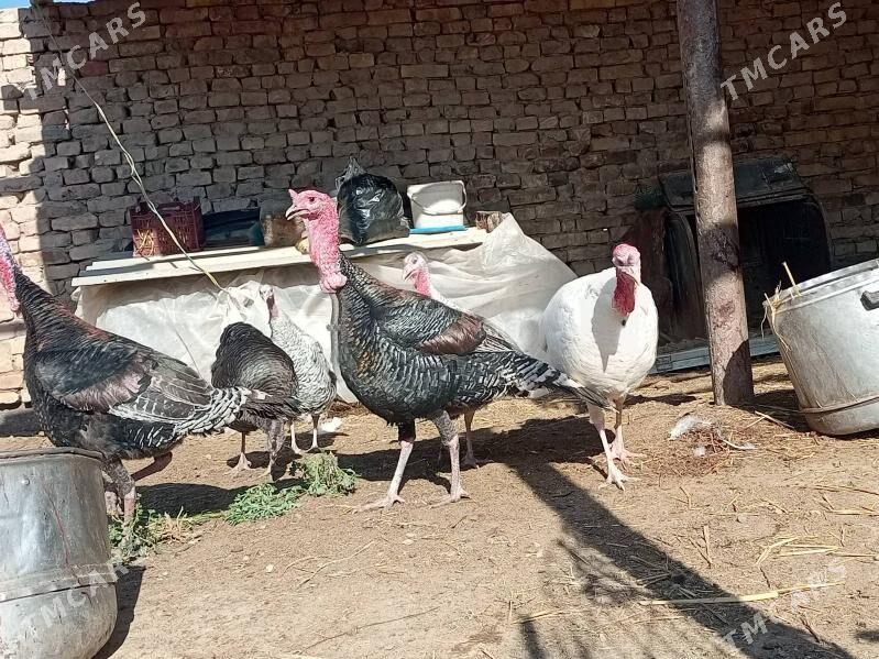 undiklar - Türkmenabat - img 1