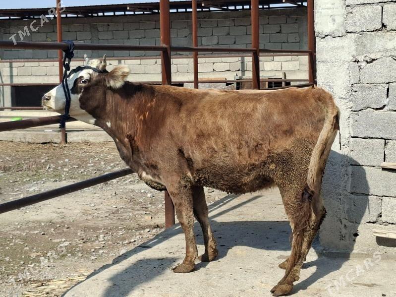 Bogaz Sygyr - Багир - img 1