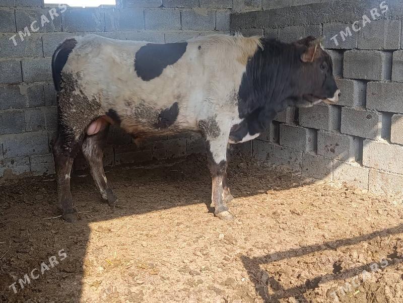 tohum okuz - Gökdepe - img 1