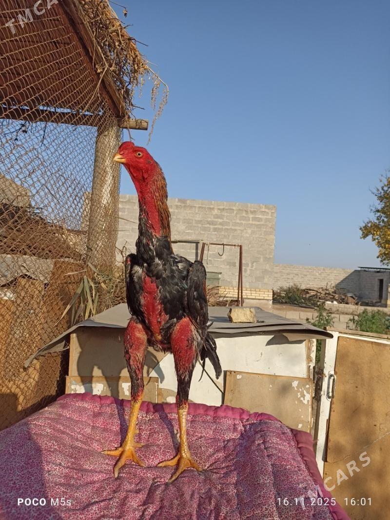 bayes horaz jüje - Wekilbazar - img 1